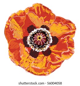 Vector poppy flower isolated