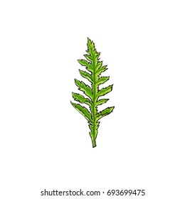 Vector poppy flower leaf. Isolated illustration on a white background. Realistic hand drawn blossom with stem. Floral design object. Summer, spring sign, symbol.