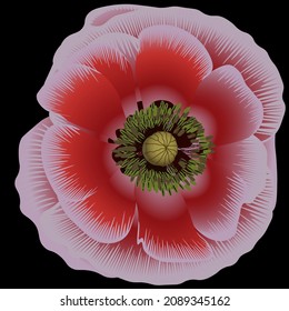 Vector de la flor de la amapola sobre fondo negro