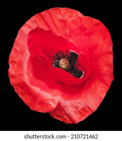 Vector poppy flower on black background. Photorealistic vector illustration.