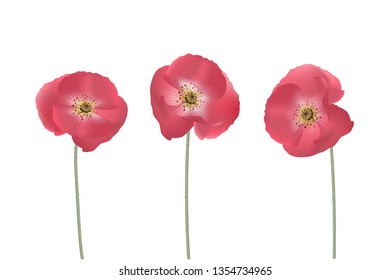 Vector poppy flower. Realistic red poppy isolated on white background. Not traced, conveniently grouped for easy editing.