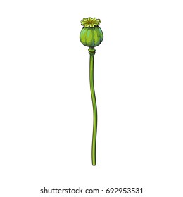 Vector poppy flower stem with closed bud. Isolated illustration on a white background. Realistic hand drawn blossom with stem. Floral design object. Summer, spring sign, symbol.