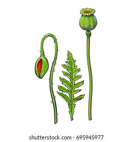 Vector poppy flower stem with closed bud , leaf set. Isolated illustration on a white background. Realistic hand drawn blossom with stem. Floral design object. Summer, spring sign, symbol.