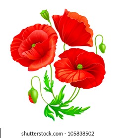Vector poppy flowers