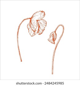 Vector poppy. Hand painted linear papaver. Graphic flower isolated on background. Botanical and wedding illustration. For designers, invitations, decoration, postcards, wrapping paper, scrapbooking, c
