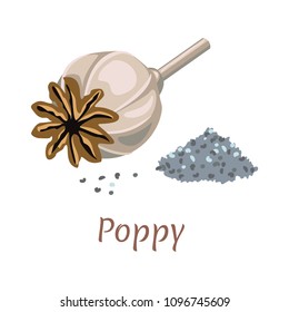 Vector poppy head with seeds isolated on white background. Illustration in simple cartoon flat style.