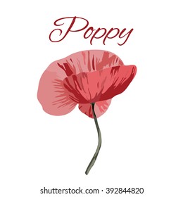 Vector poppy, poster