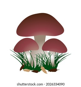 Vector Porcini mushrooms (boletus edulis), grass and leaves isolated on a white background.