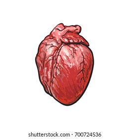 vector pork raw heart offal sketch. Isolated illustration on a white background. Hand drawn pig offals