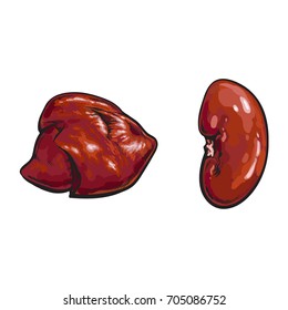 vector pork raw kidney, liver offal sketch set. Isolated illustration on a white background. Hand drawn pig offals