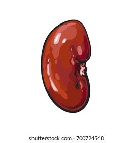vector pork raw kidney offal sketch. Isolated illustration on a white background. Hand drawn pig offals