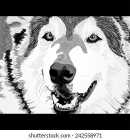 Vector portrait of angry wolf face