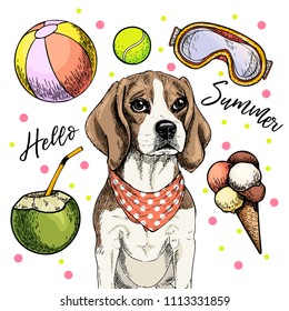 Vector portrait of beagle dog. Hello summer cartoon illustration. Coconut cocktail, balls, ice cream. Hand drawn pet portait. Poster, t-shirt print, holiday celebration, postcard, summertime.