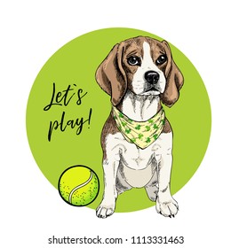 Vector portrait of beagle dog with tennis ball. Let`s play. Green curveball and background. Summer cartoon illustration. Hand drawn pet portait. Poster, t-shirt print, holiday, postcard, summertime