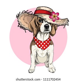 Vector portrait of beagle dog wearing straw hat, flower and polka dot bandana. Summer fashion cartoon illustration. Hand drawn pet portait. Poster, t-shirt print, holiday, postcard, summertime.