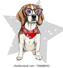 Vector portrait of beagle dog wearing winter bandana and glasses. Isolated on star and snow. Sketched color illustration. Christmas, Xmas, New year. Party decoration, promotion, greeting card.