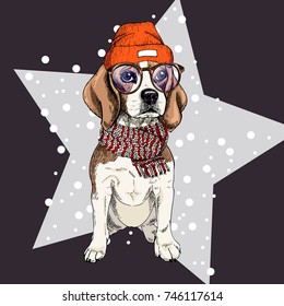 Vector portrait of beagle dog wearing beanie, glasses and scarf. Isolated on star and snow. Sketched color illustration. Christmas, Xmas, New year. Party decoration, promotion, greeting card.