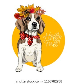 Retrato vectorial de la perra Beagle con hojas de otoño coronadas. ilustración de caída de Adiós. Roble, arce, castaño, rowen. Dibujo manual de mascotas. Cartel, pantalones impreso, postal, saludo de temporada