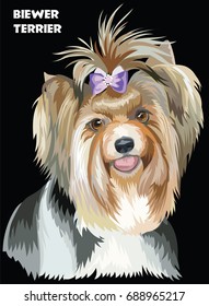 Vector Portrait of Biewer terrier (Yorkshire Terrier) in diferent color Illustration on black background