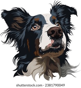 Vector portrait of Border Collie dog on white background