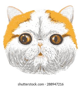 Vector Portrait of British Short-hair Cat. Cute brown orange domestic cat with orange eyes.