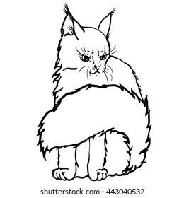 Vector portrait of cat. Hand drawn graphic.