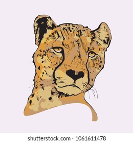 Vector portrait of a cheetah. Illustration is isolated on background.