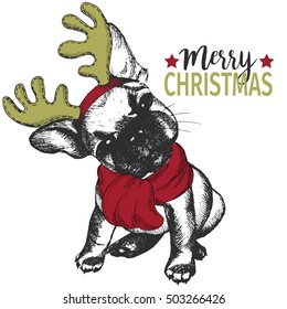 Vector portrait of Christmas dog. French bulldog dog wearing deer horn rim and scarf. Xmas, New Year poster, flyer, greeting card, holiday, celebration, party, pet shop, shelter, pharmacy decoration.