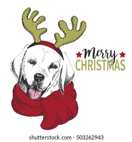 Vector portrait of Christmas dog. Labrador retriever dog wearing deer horn rim and scarf. Christmas poster, flyer, greeting card, holiday, celebration, party, pet shop, shelter, pharmacy decoration.