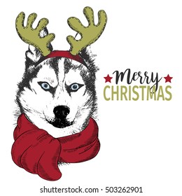Vector portrait of Christmas dog. Siberian husky dog wearing deer horn rim and scarf. Xmas, New Year poster, flyer, greeting card, holiday, celebration, party, pet shop, shelter, pharmacy decoration.