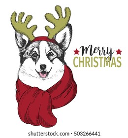 Vector portrait of Christmas dog. Welsh corgi dog wearing deer horn rim and scarf. for Xmas, New Year poster, flyer, greeting card, holiday, celebration, party, pet shop, shelter, pharmacy decoration.