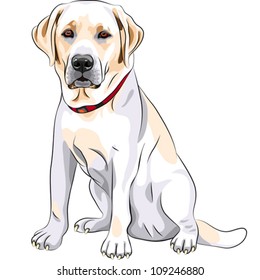 vector portrait of a close-up of serious yellow dog breed Labrador Retriever sits