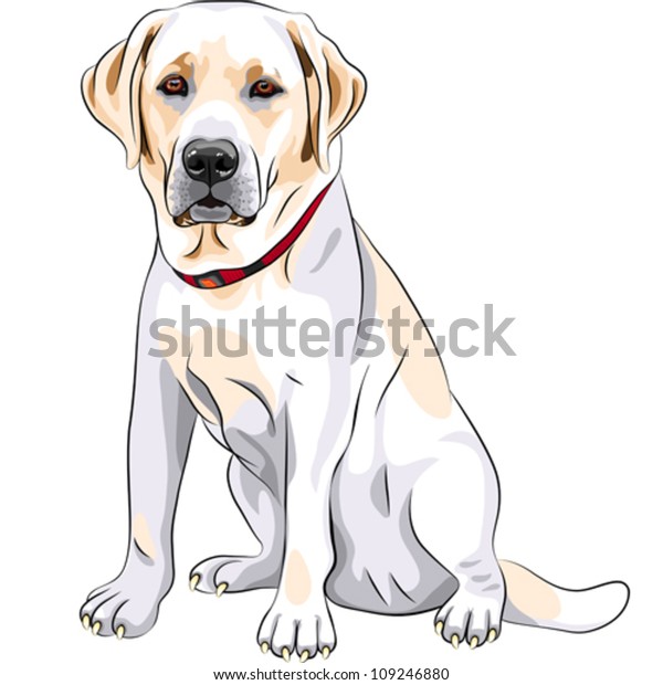 8,051 Yellow Lab Stock Vectors, Images & Vector Art | Shutterstock