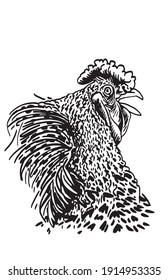 Vector portrait of cock isolated on white ,graphical illustration of farm bird