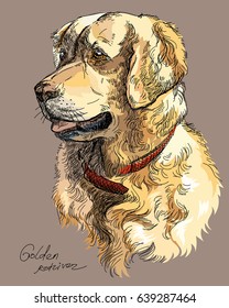 Vector Portrait of colorful dog Golden retriever hand drawing Illustration on brown background