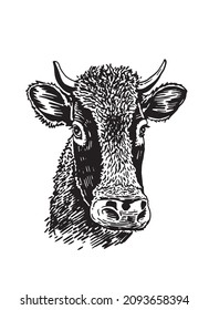 Vector portrait of cow ,isolated on white illustration,farm animal
