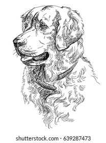 Vector Portrait dog Golden retriever in black color hand drawing Illustration white background