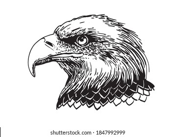 Vector portrait of eagle isolated on white background, graphical illustration
