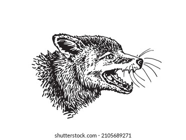 Vector portrait of fox on white, vector angry fox with open mouth 