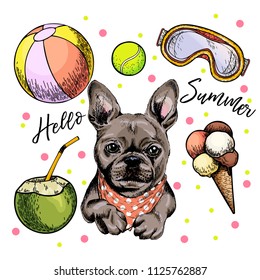 Vector portrait of French bulldog dog. Hello summer cartoon illustration. Coconut cocktail, balls, ice cream. Hand drawn pet portait. Poster, t-shirt print, holiday celebration, postcard, summertime.