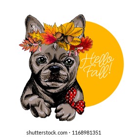 Vector portrait of french Bulldog dog wearing autumn leaves crown. Hello fall illustration. Oak, maple, chestnut, rowen. Hand drawn pet portait. Poster, t-shirt print, postcard, seasonal greeting