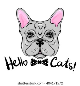 Vector portrait of the French Bulldog. Funny and cartoon design. Cute and fashion dog. Hello Cats. Animals creative design.