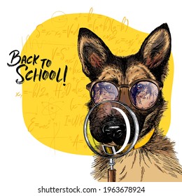 Vector portrait of german shepherd dog with magnifying glass and big nose reflection. Back to school illustration. Math formulas on background. Hand drawn pet portait. Study poster, student cartoon