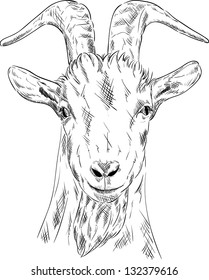 vector - portrait goat isolated om bacground