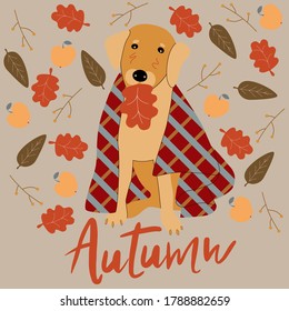 Retrato vectorial de un recuperador dorado con una hoja de otoño en la boca. El perro está cubierto con una manta a cuadros. Roble, deja manzanas en el fondo. Retrato animal dibujado a mano. Cartel, estampado de camisetas, postal.