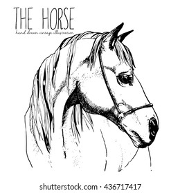 horse face illustration