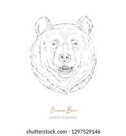 Vector portrait illustration of browm bear forest animal Hand drawn ink realistic animal sketching isolated on white. Perfect for logo branding colourig book design.