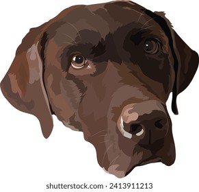 Retrato vectorial, ilustración de una raza marrón, chocolate de la raza recuperadora Labrador