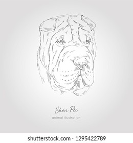 Vector portrait illustration of Shar Pei dog breed. Hand drawn ink realistic sketching. Perfect for logo branding t-shirt coloring book design.