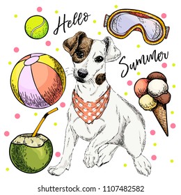 Vector portrait of Jack Russel terrier dog. Hello summer cartoon illustration. Coconut cocktail, balls, ice cream. Hand drawn pet portait. Poster, t-shirt print, holiday, postcard, summertime.